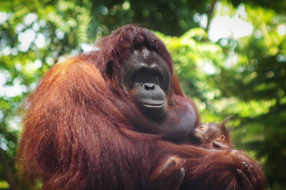 Orang Utan