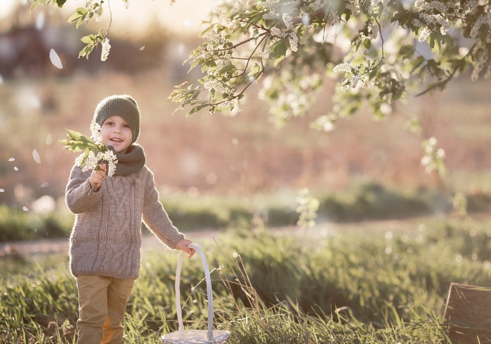 Цветение черемухи