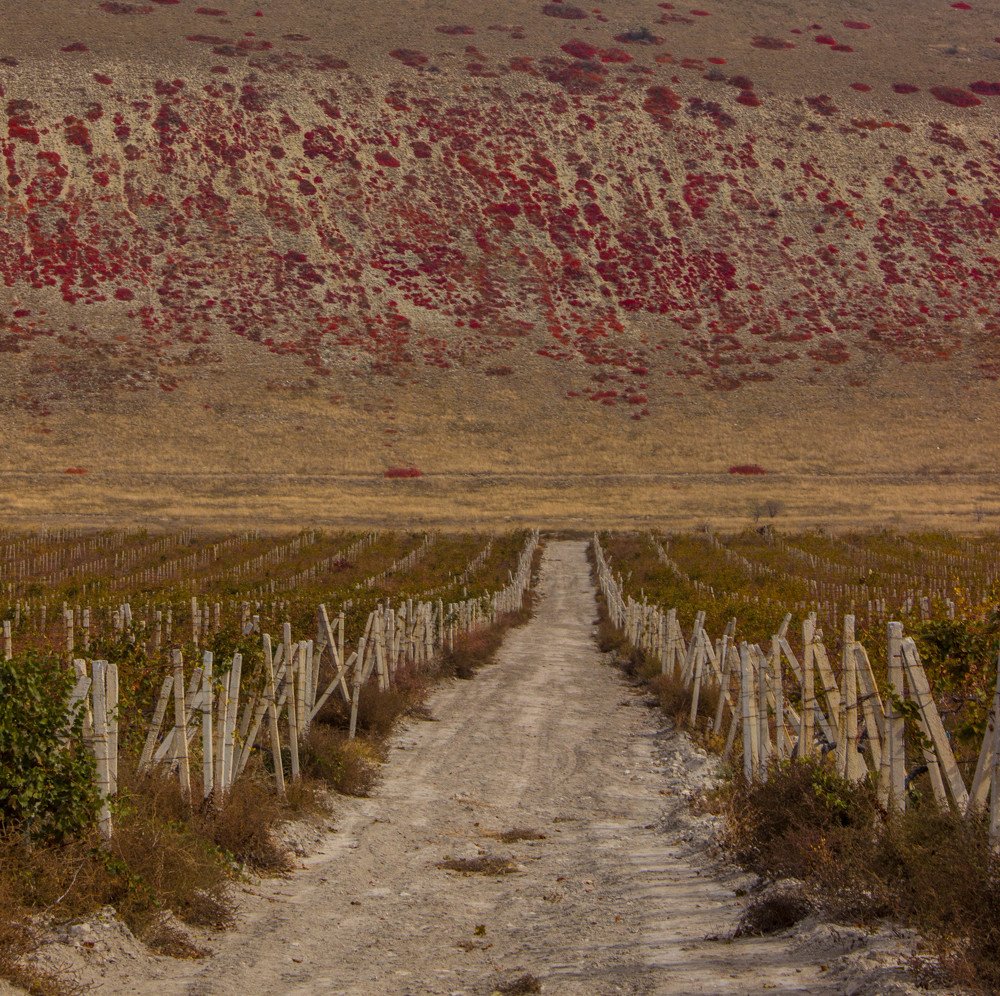 виноградники