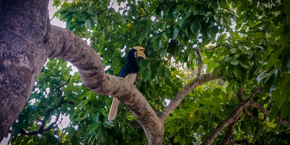 Bird and nature