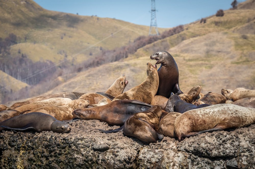 Sea lions