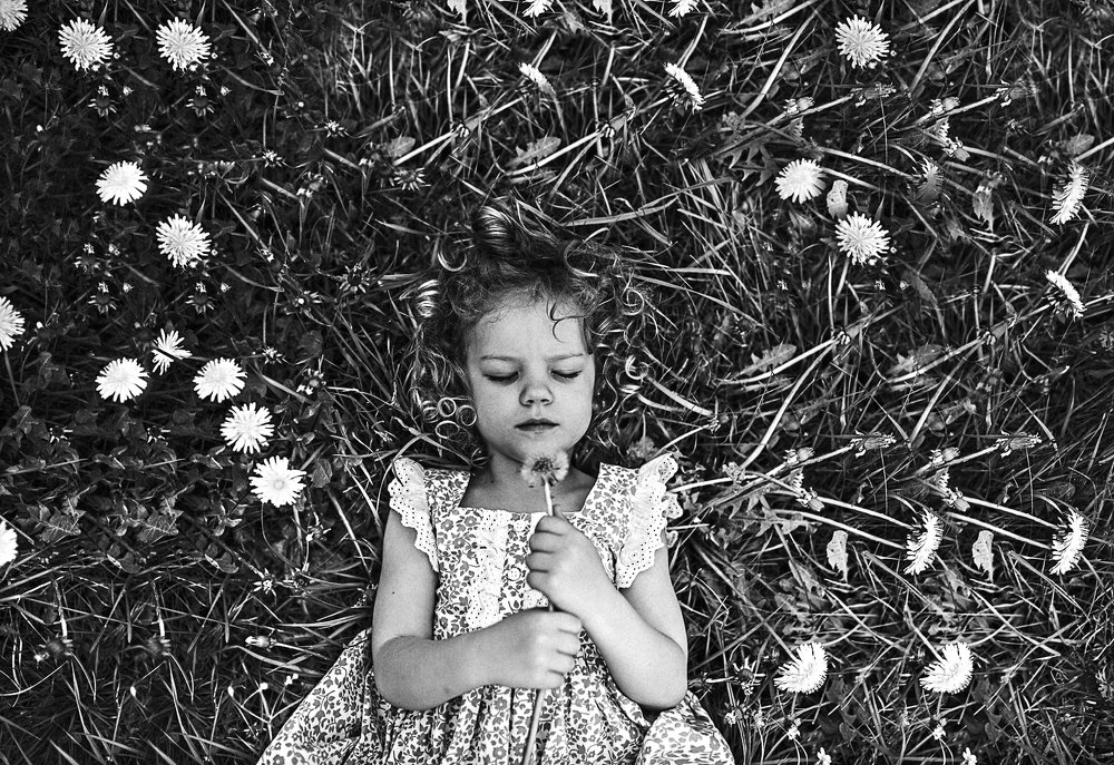 dandelions and  wind