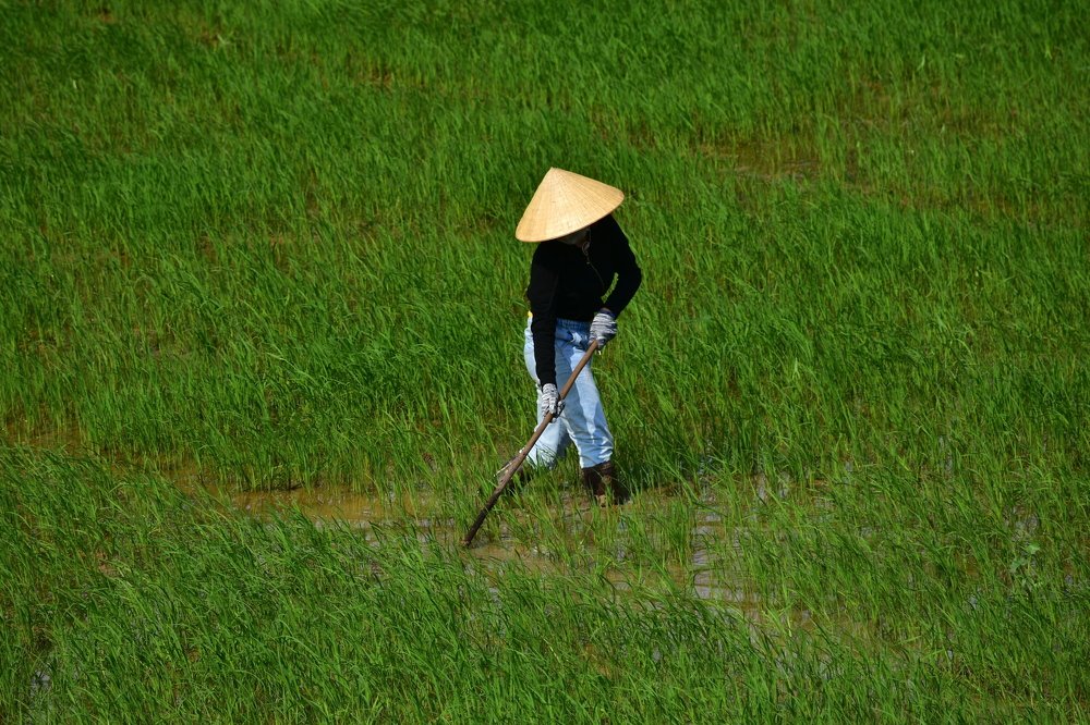 the swing in the rice fields