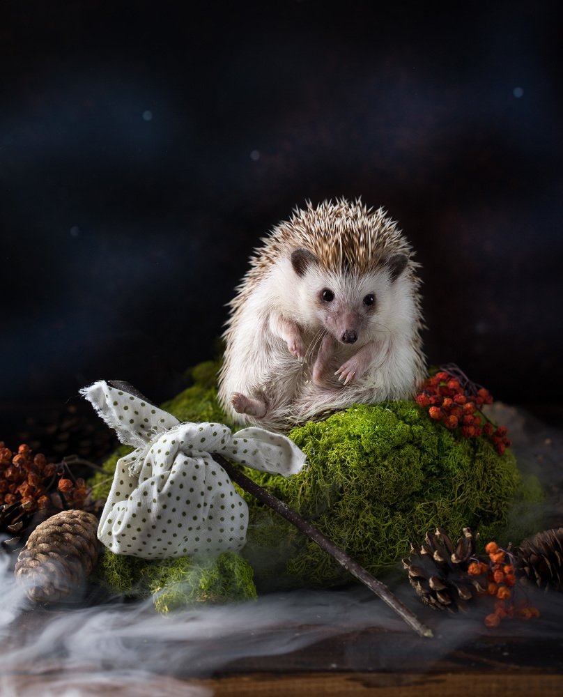 Ежик в тумане