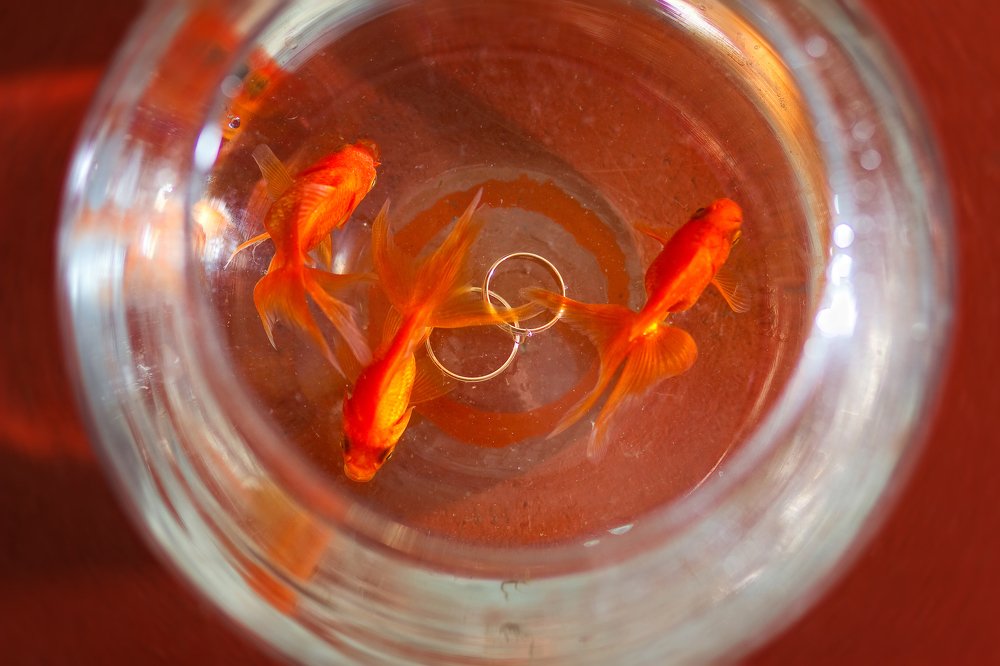 они золотые