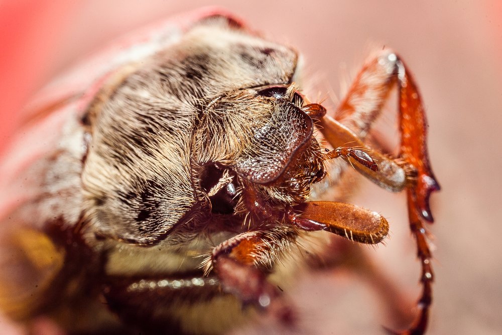 усы лапы пыльца