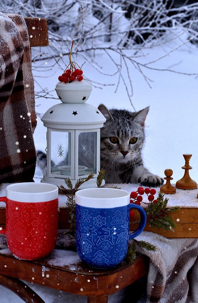 Кот шахматист