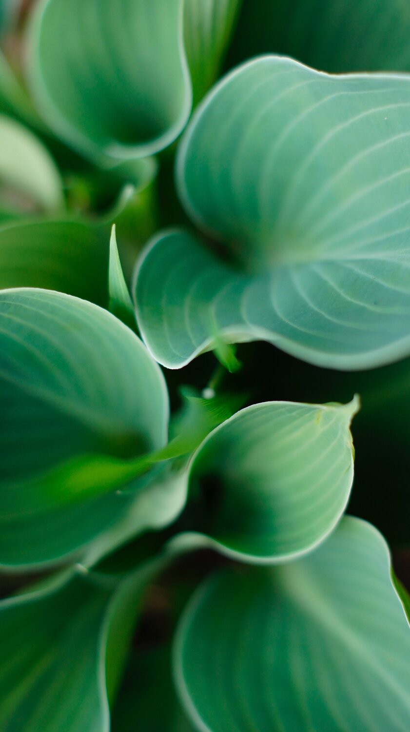 Green love
