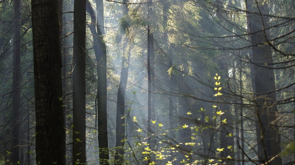 Sunny light