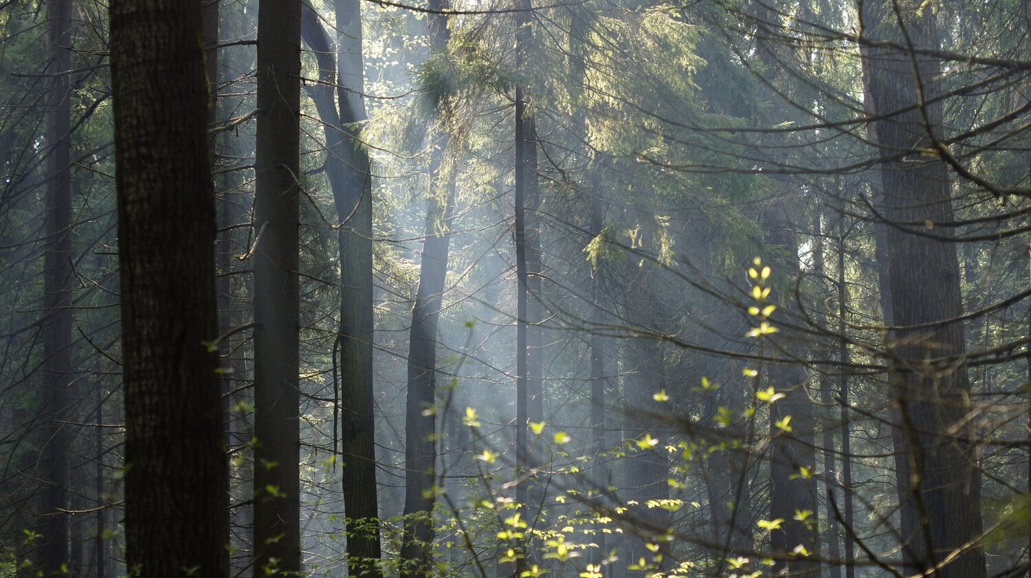 Sunny light
