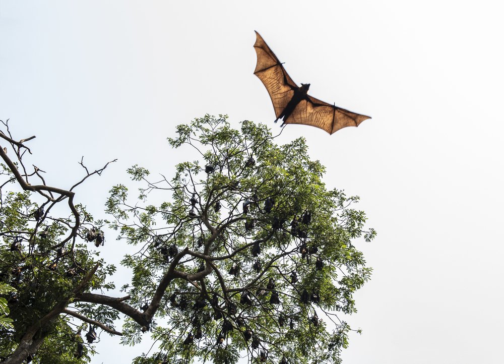 fruit bats