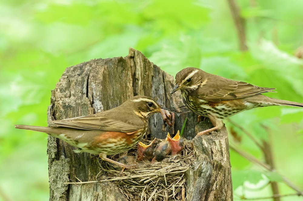 родительские заботы