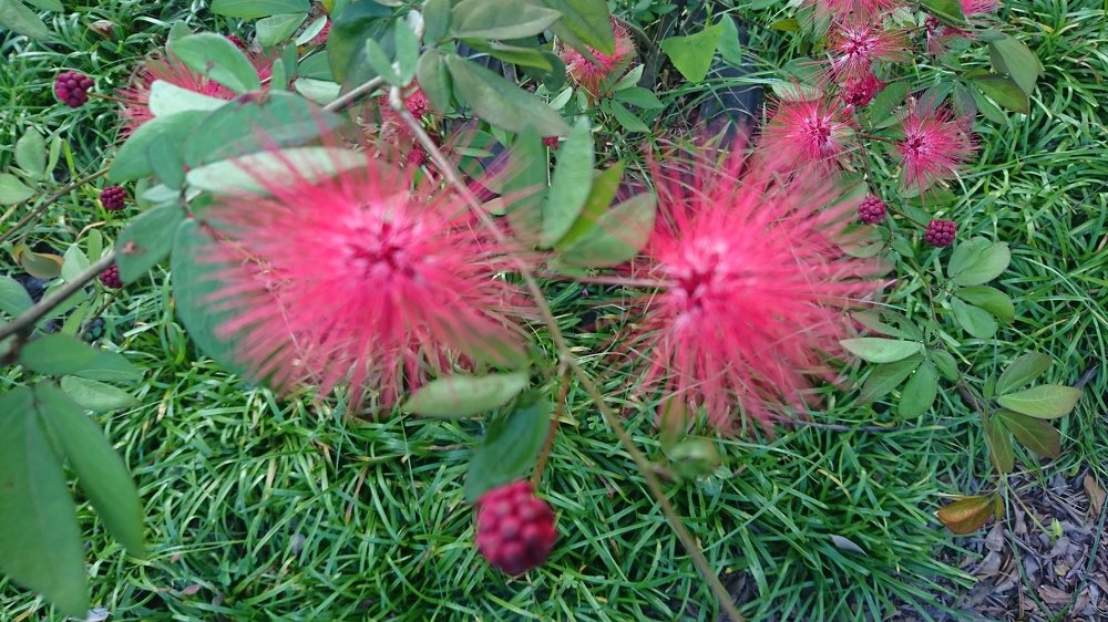 Flower in the road