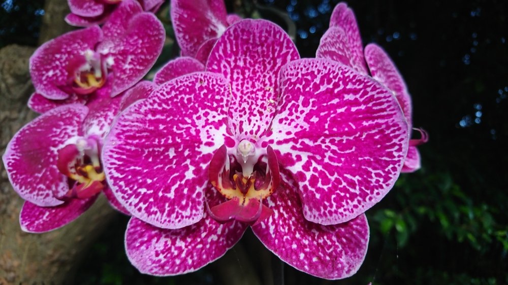 Orchids