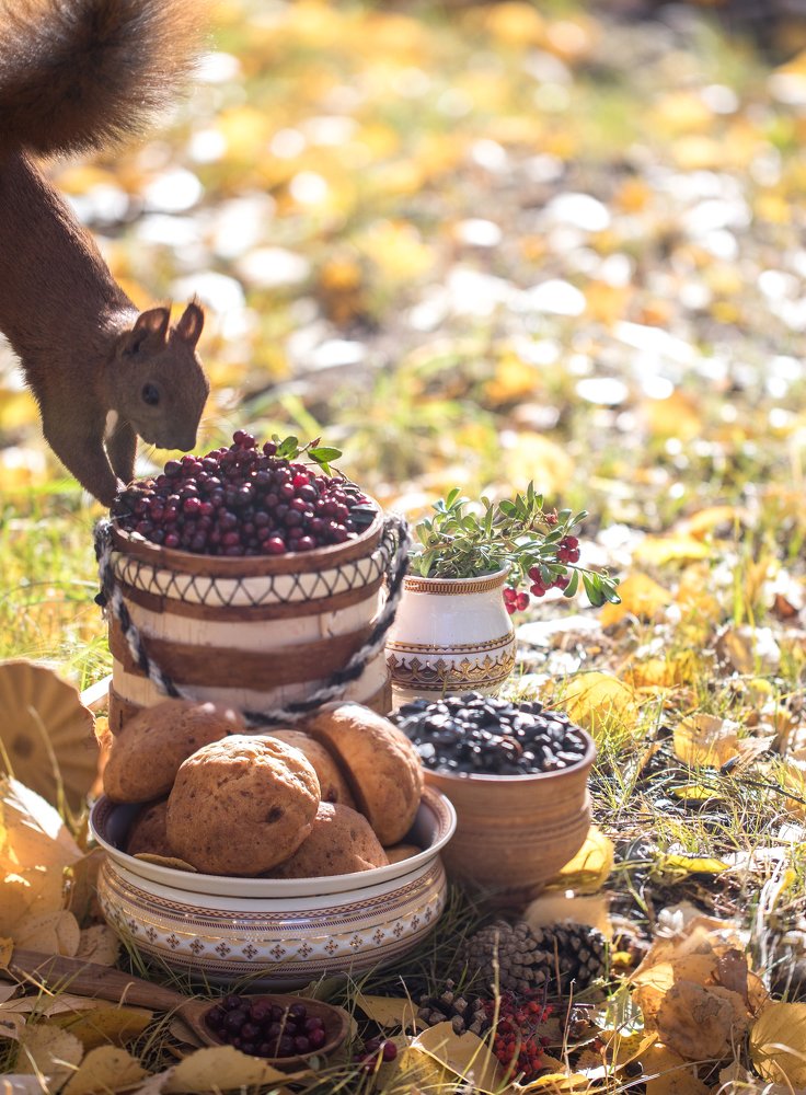 Белочка пришла в гости