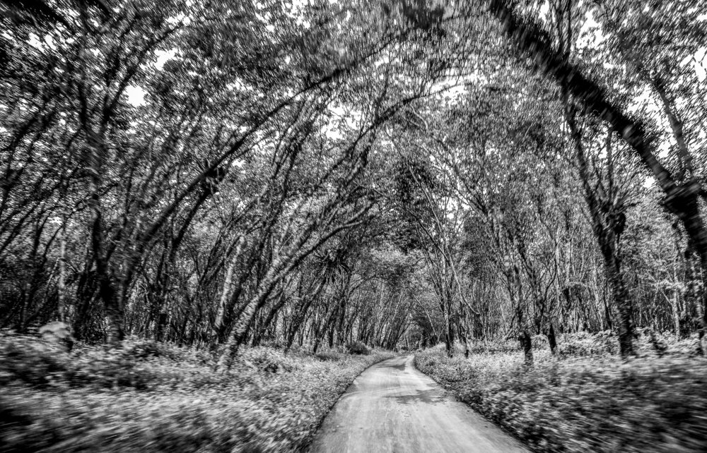 The road to a rubber plantation