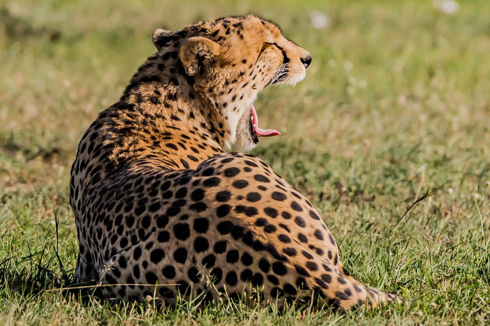 A Cheetah Yawning