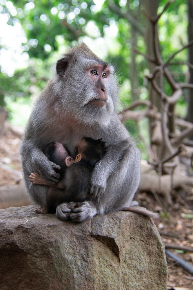 Mother and the youngsters