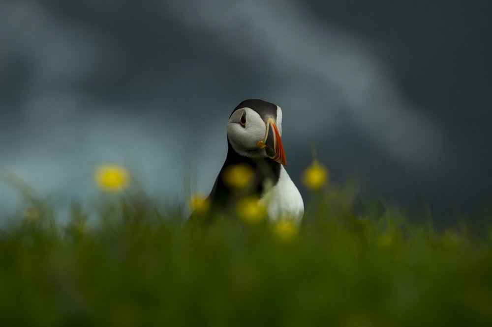 puffin