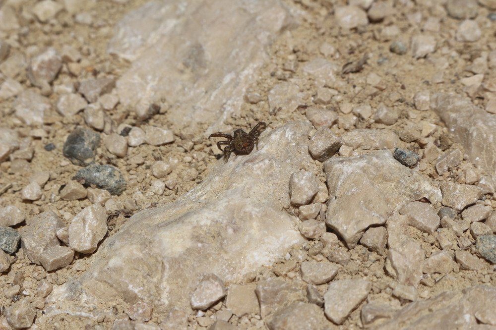 Spider