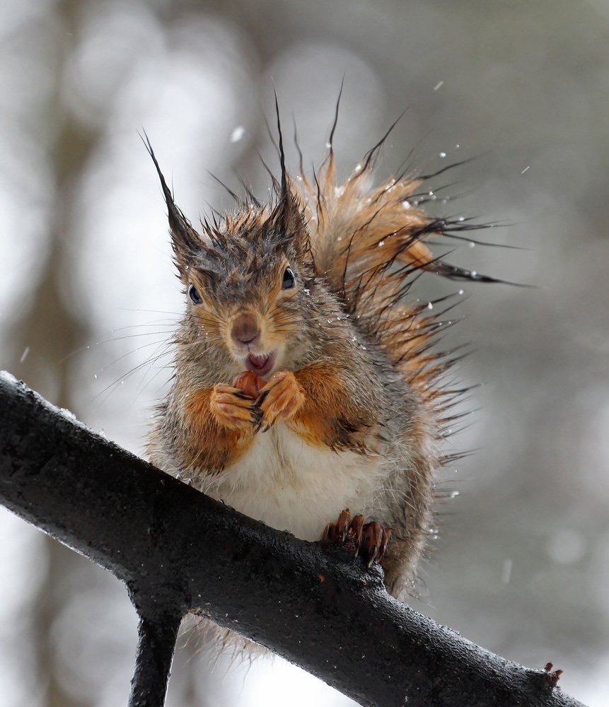 Мокрый бел (wet squirrel).
