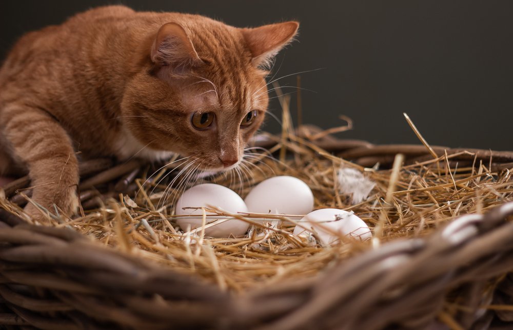 "Хитрая рыжая морда" в курятнике.