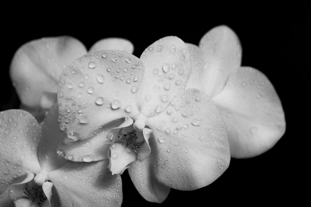 Белые орхидеи