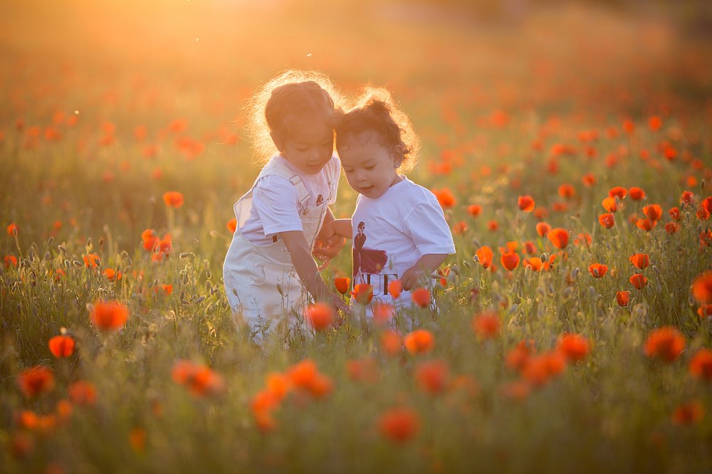Закат в маковом поле