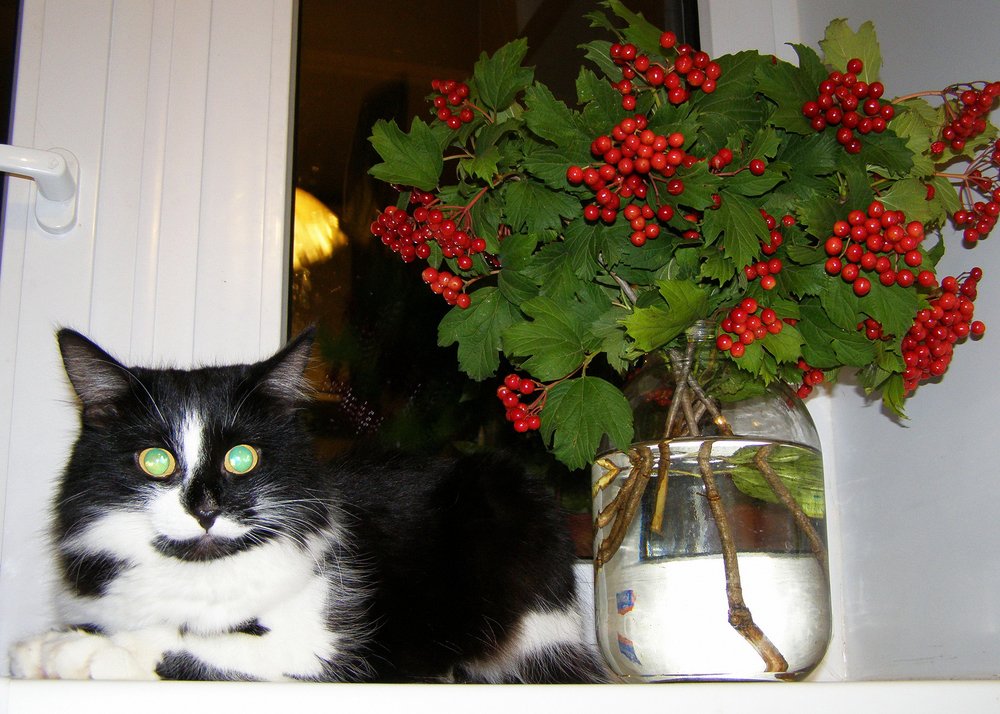 Калиновые мечты