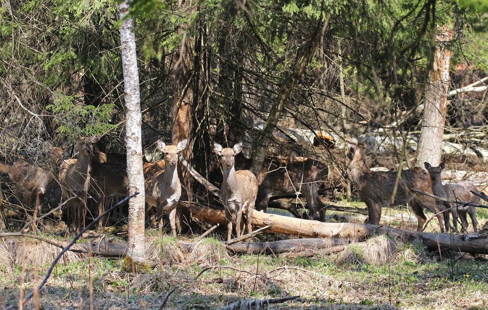 Лесное семейство (forest family).