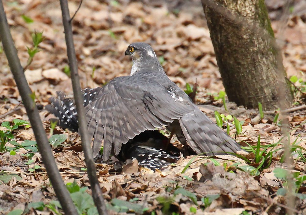 Ястреб и дятел (hawk and woodpecker).