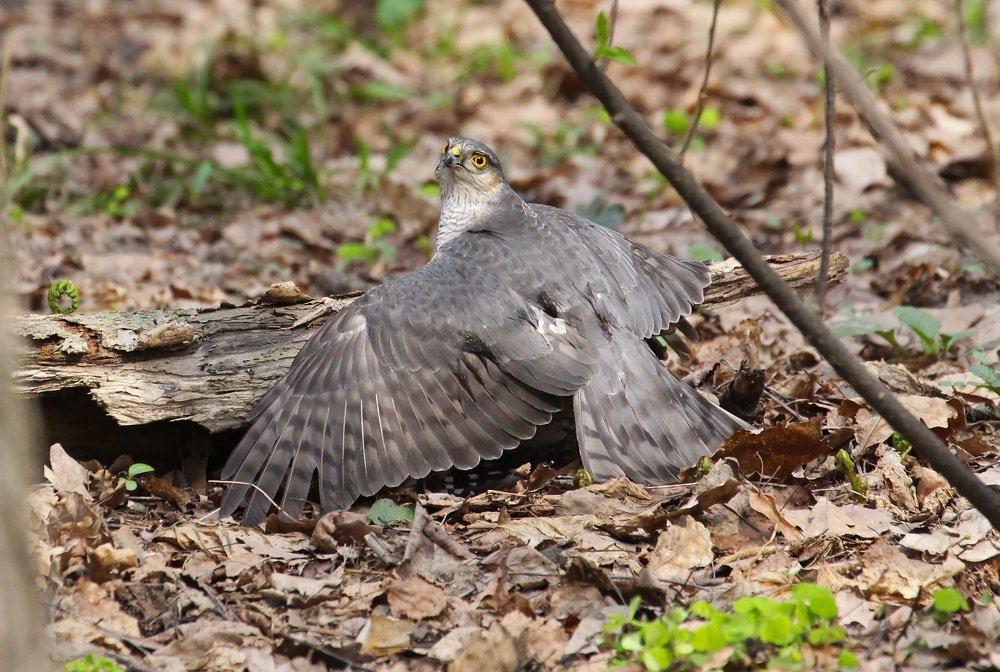 Защищая добычу (Protecting the prey).