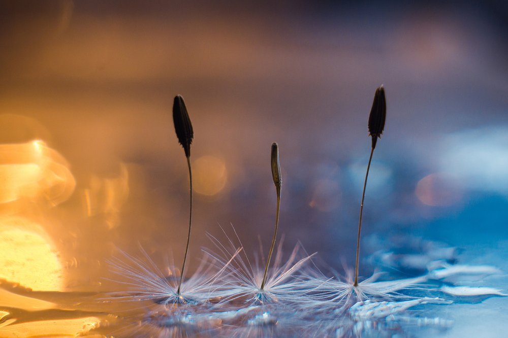 Танец льда и пламени