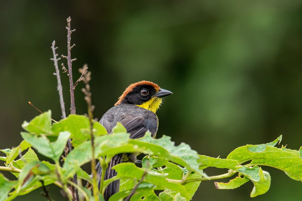 Ave cantora visto desde mi terraza