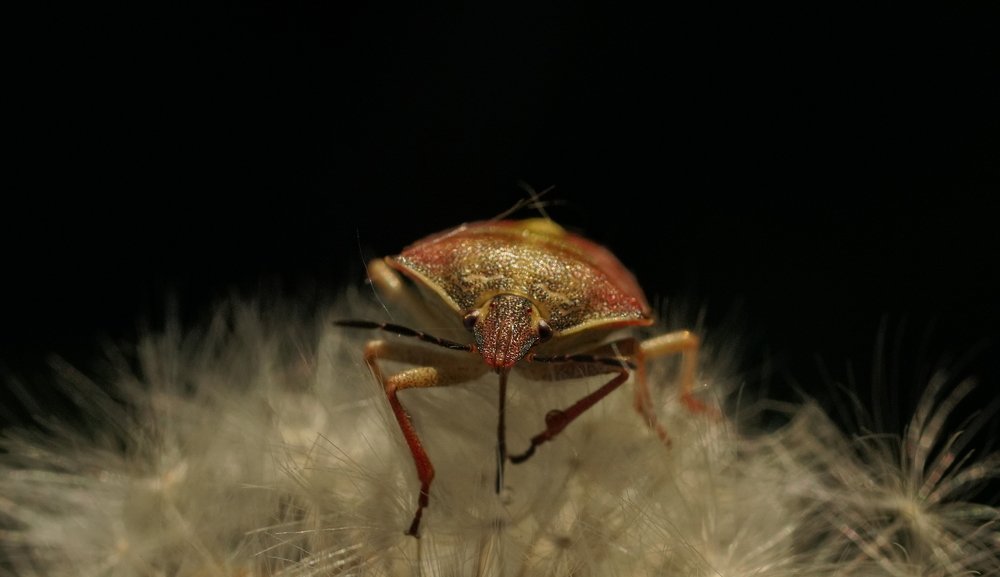 Photograph by Андрей Шартов