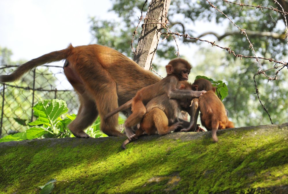 Monkey family in Kathmandu, Nepal