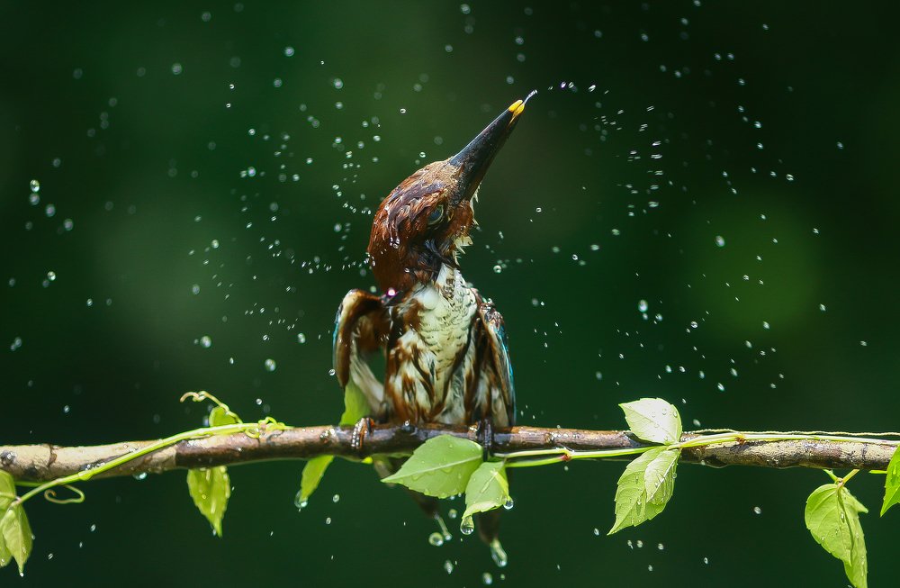 Kingfisher is Bathing