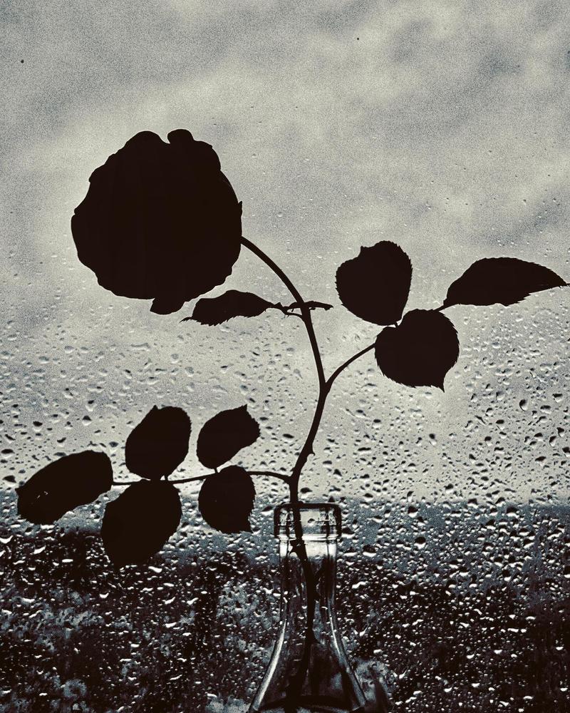 Дождь и роза.Дождливое утро в Монтелупоне