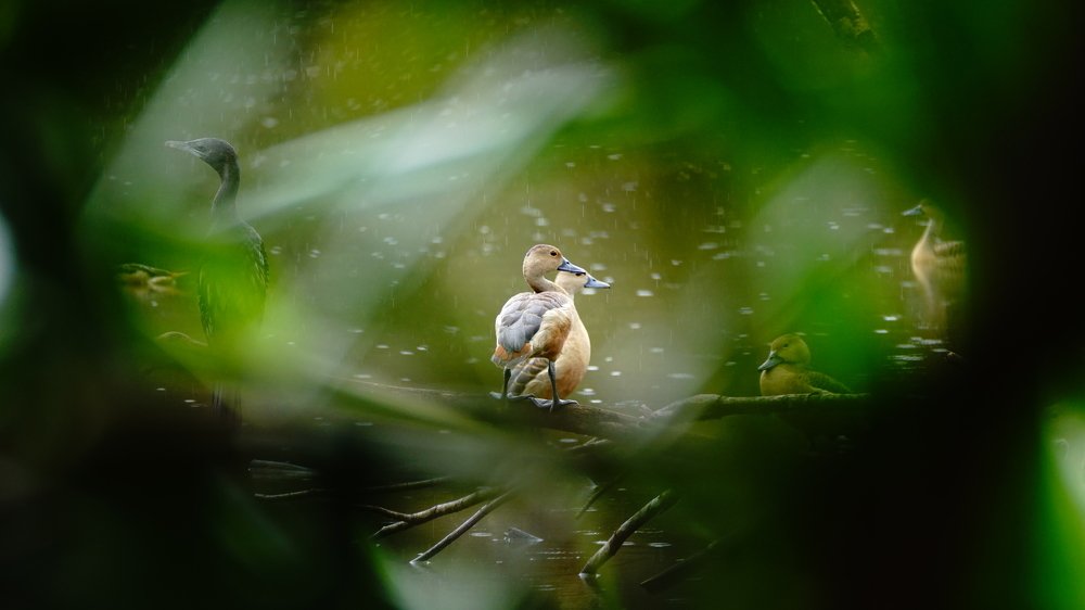 Chilling in the sunny rain