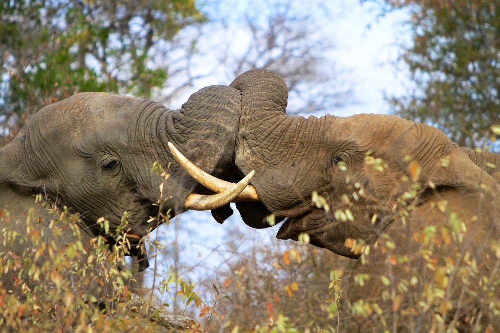 Hello buddy, long time no see!!