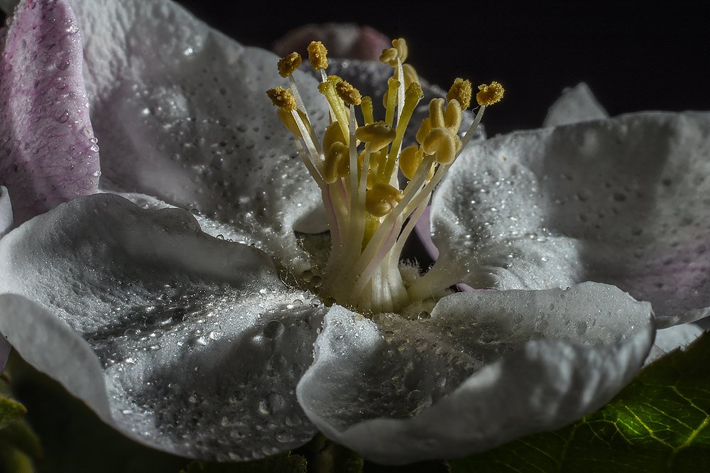 золото в серебре