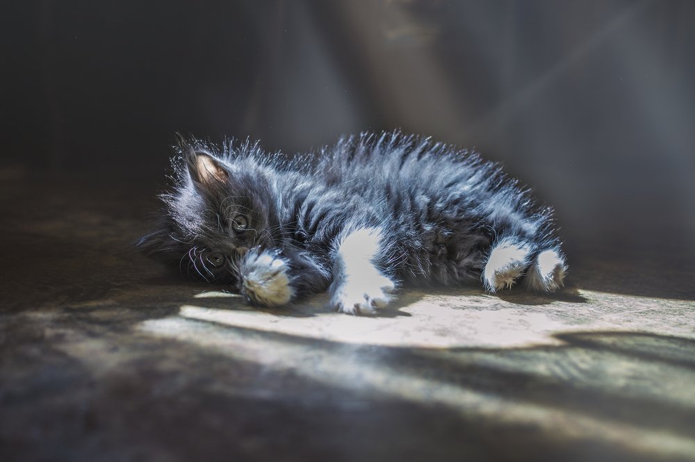 Фотография автора Сигидова Ирина