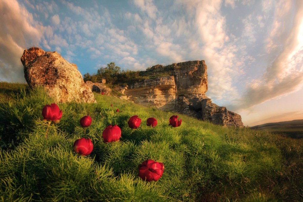 Пионы Красной Балки