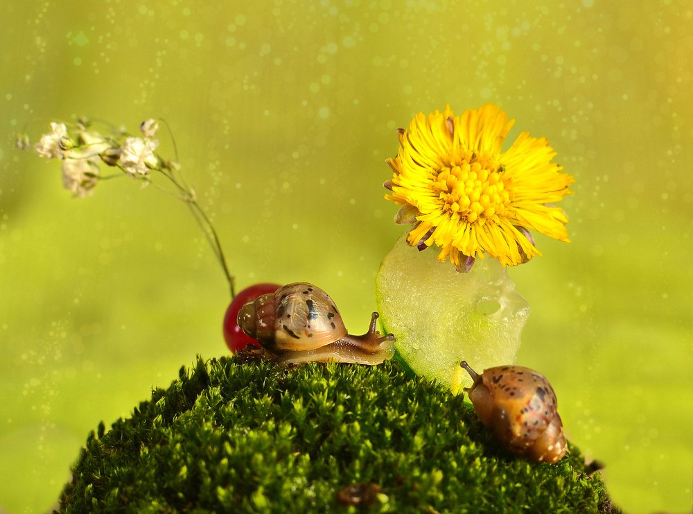 Долька огурца, да мать мачеха..