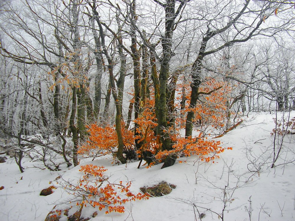 Зимний этюд.