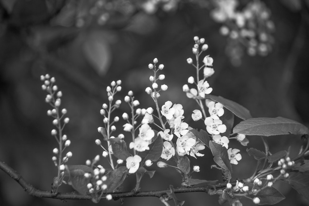 Черёмуховые дни