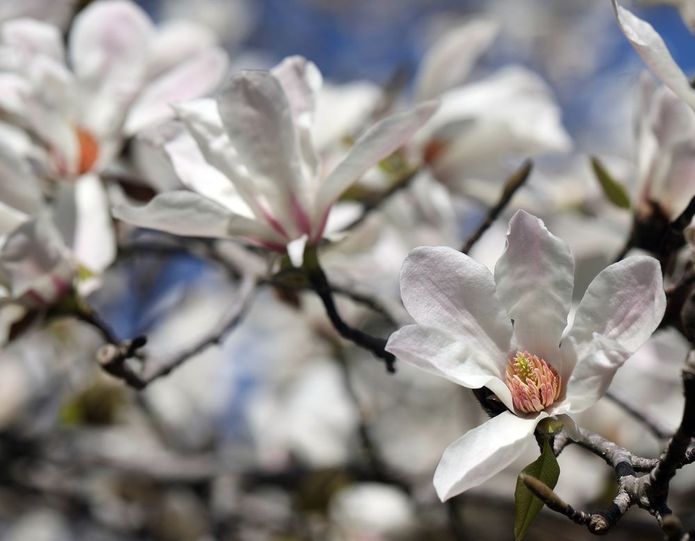 магнолия в цвету