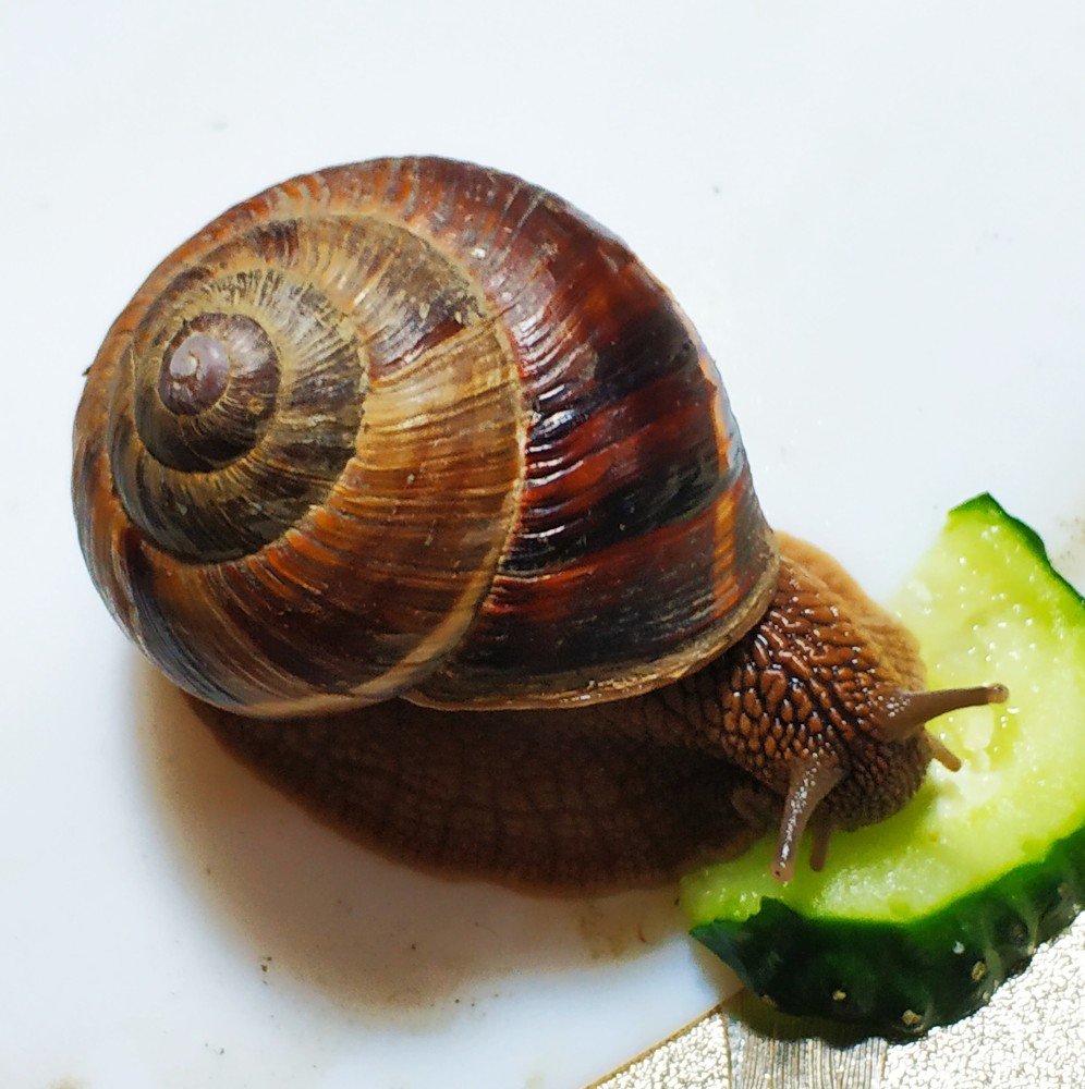 гостья угощается