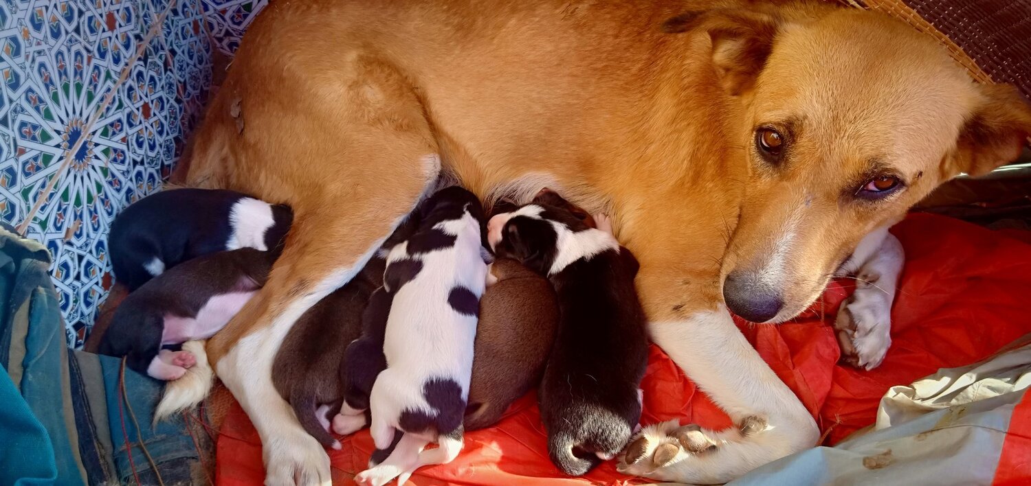 Bébé dog's