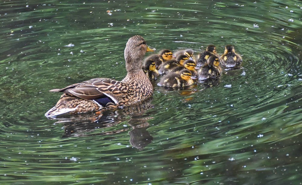 уткин детский сад